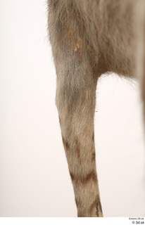 Striped Hyena Hyaena hyaena leg 0064.jpg